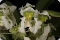 Zygostates grandiflora